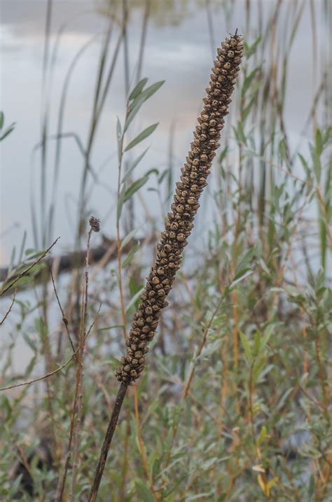 [ID Request] It's probably some common wetland plant, but I can't seem to track down a name for ...