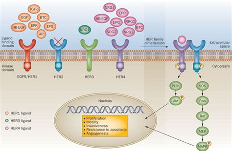 Figure 1 : Treatment of HER2-positive breast cancer: current status and future perspectives ...