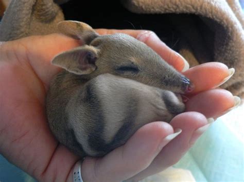 baby bandicoot | Australia animals, Baby animals, Cute animals