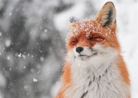 Cute fox enjoys snow (by: Matyas Szendi) : r/pics