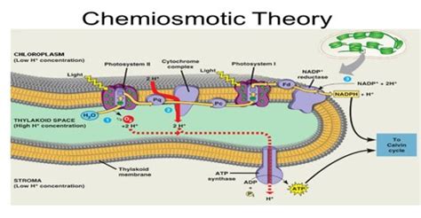 About Chemiosmotic Theory - Assignment Point