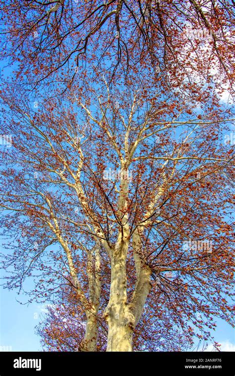 Branches of a plane-tree with golden autumn foliage against a blue sky ...