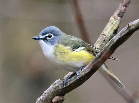 Blue-headed Vireo: Identification and Overview