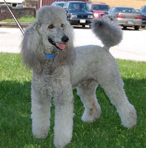 The Silver Poodle Thread - Page 7 - Poodle Forum - Standard Poodle, Toy ...