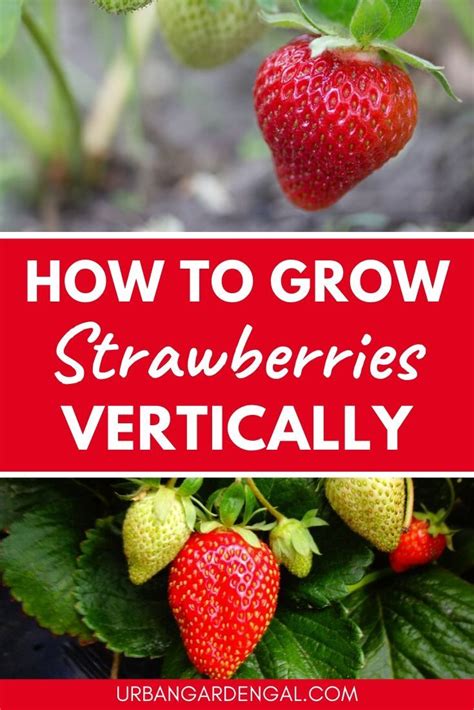 How To Grow Strawberries Vertically | Vertical Garden | Growing strawberries vertically, Growing ...