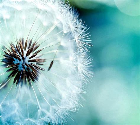 Dandelion, HD wallpaper | Peakpx