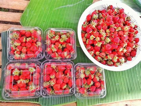 Sergio’s Strawberry Farm in Dalaguete: The Strawberry Capital in the South | Sugbo.ph