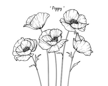 Poppy Flower Outline Drawing - Home Alqu