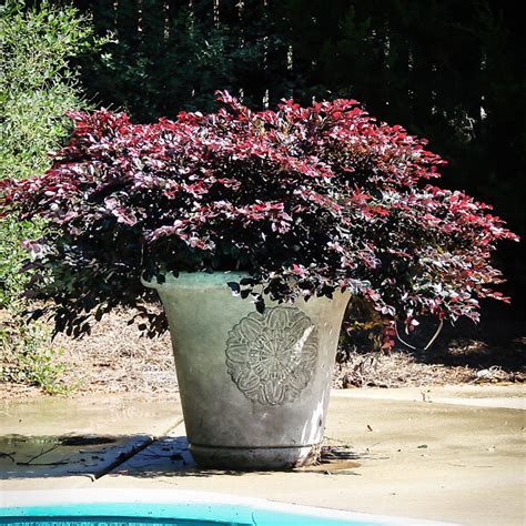 Crimson Fire Loropetalum For Sale Online | The Tree Center