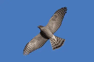 Eurasian Sparrow Hawk (Key Facts To Know)