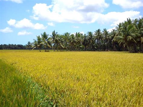 Have you ever seen the wonderful harvest rice field in Vietnam?