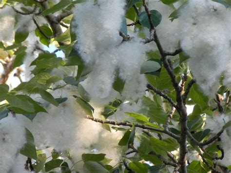 Here's why there's white fluff flying around Metro Vancouver ...