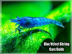 Freshwater Shrimp Care Guides - Aquatic Arts