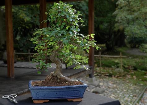 How To Look After A Chinese Elm - Trackreply4