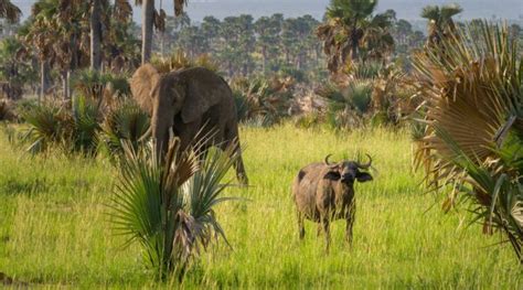 Order of Artiodactyla: Species, Characteristics and their Economic ...