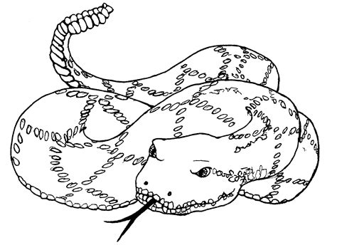 Free Printable Snake Coloring Pages For Kids | Animal Place