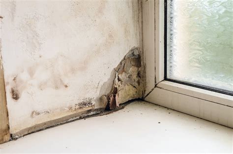 Should You Attempt to Clean Up Mold Yourself? | Exact Recon Restoration