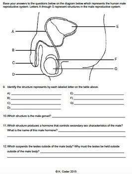 Worksheet - Male Reproductive System *EDITABLE* | TPT