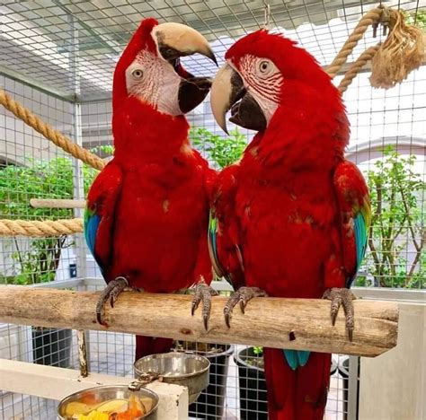 Greenwing macaw parrots | Green wing macaw, Macaw parrot for sale, Macaw parrot