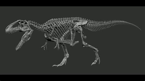 Natural position of Giganotosaurus skeleton - YouTube