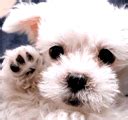 Bye Animated Dog :: Bye :: MyNiceProfile.com