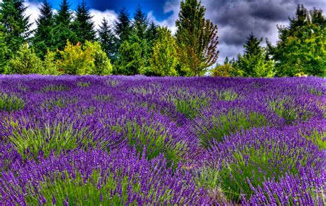 Thom Zehrfeld Photography : Cool Lavender Fields