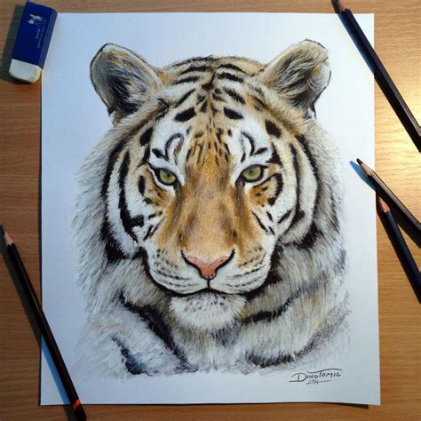 Tiger pencil drawing by AtomiccircuS on DeviantArt