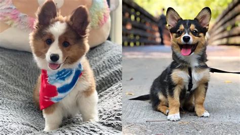 16 Corgi Mixes Full of Personality and Energy | Puppies Club