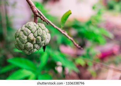 271 Custard Apple Varieties Images, Stock Photos & Vectors | Shutterstock