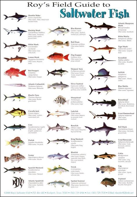 Salt water fishing, Saltwater fishing, Fish chart