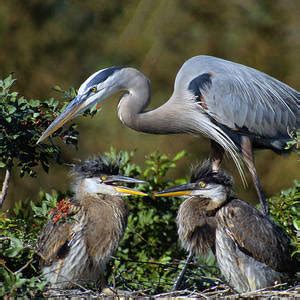 Urban Wildlife Habitat - Los Angeles River - 3 Photograph by Ram ...