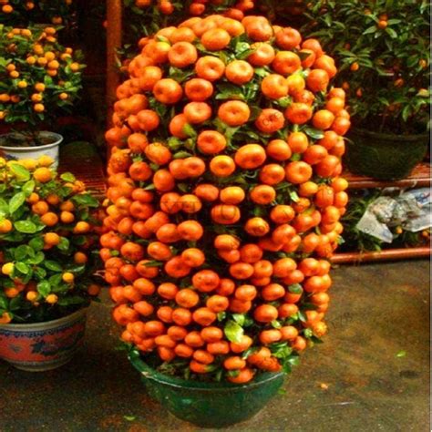 Orange Dwarf Bonsai Tree (20 Seeds) | Tree seeds, Fruit trees, Potted ...