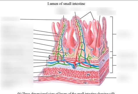 lumen of small intestine pt.1 Diagram | Quizlet