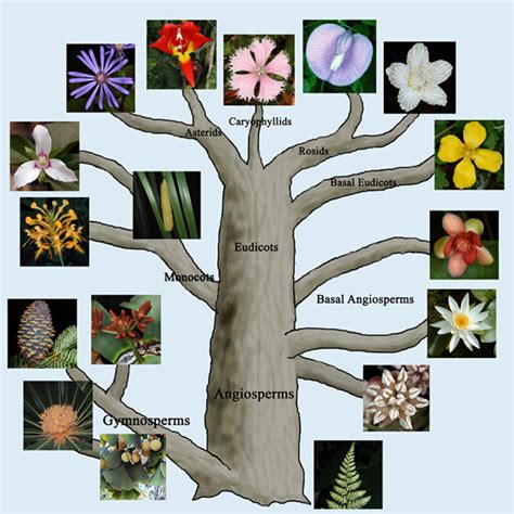 Plant Life: Systematics and Taxonomy