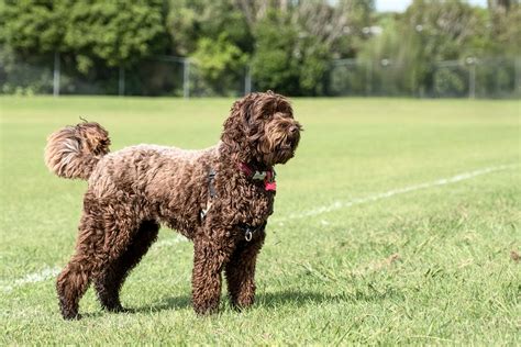 Labradoodle - opis, charakter, pielęgnacja, porady