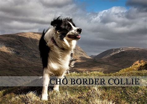 Chó Border Collie - Giống chó chăn cừu thông minh nhất thế giới Tháng Một 2024 Thế Giới Loài Chó