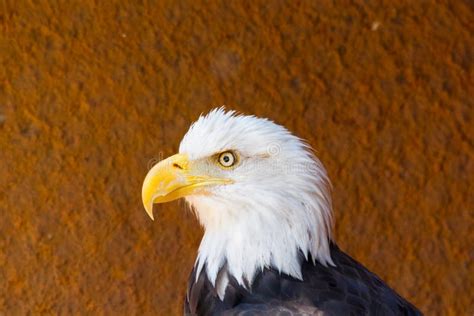 Closeup of American Eagle stock photo. Image of rocks - 121996526