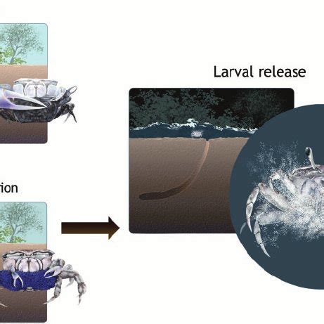 The breeding sequence of the dancing fiddler crab Uca terpsichores ...