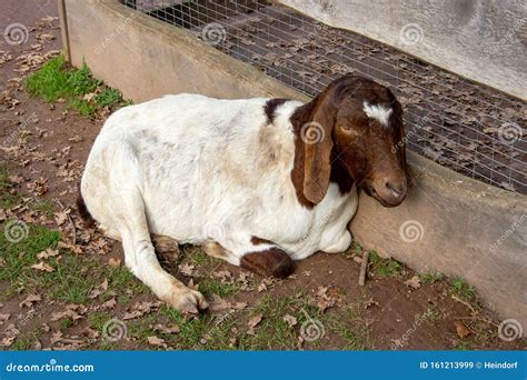 A Boer Goat, a Meat Goat Breed, from the Breed of Domestic Goats Stock ...