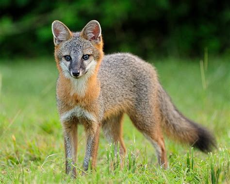 grey fox - Fort Bragg Library