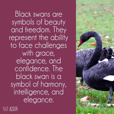 Black Swan Symbolism: The 4 Meanings Behind The Mysterious Swan - Joyce ...