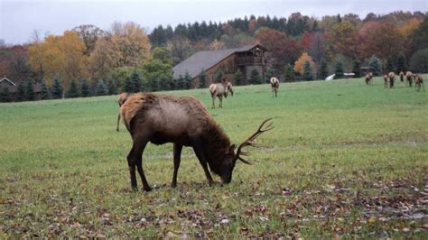 Ravenswick: Interesting Place to Visit: Elk County PA | Places to visit, Elk county, Places