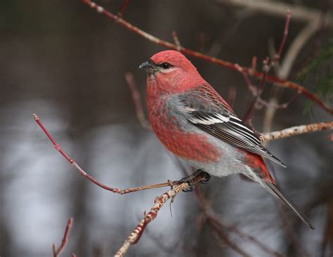 All About Birds: Pine Grosbeak