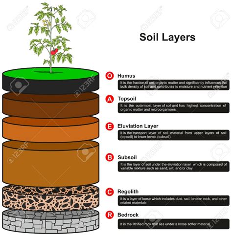 Soil Layers Infographic Diagram Showing ... | Soil layers, Top soil, Soil