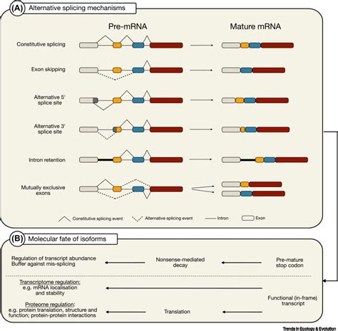 The role of alternative splicing in adaptation and evolution: Trends in ...