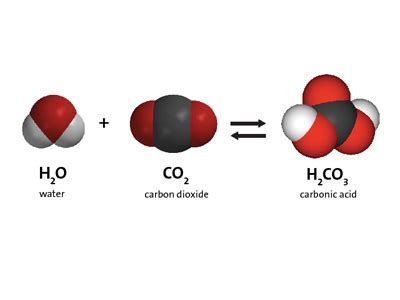 Multimedia: Carbon Dioxide Can Make a Solution Acidic | Chapter 6, Lesson 10 | Middle School ...