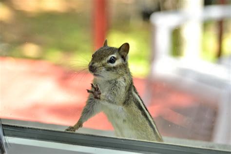 How Did That Chipmunk Get in my House? - Varment Guard Wildlife Services