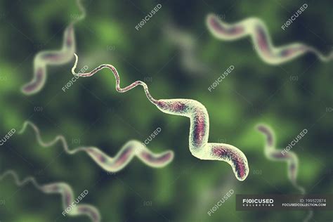 Campylobacter jejuni bacteria with flagella, digital artwork. — medical ...