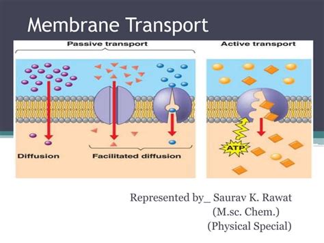 Membrane transport | PPT