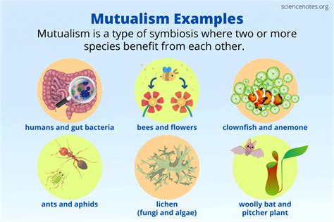 Mutualism Definition and Examples in Biology